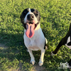 adoptable Dog in Washington, DC named Coopa