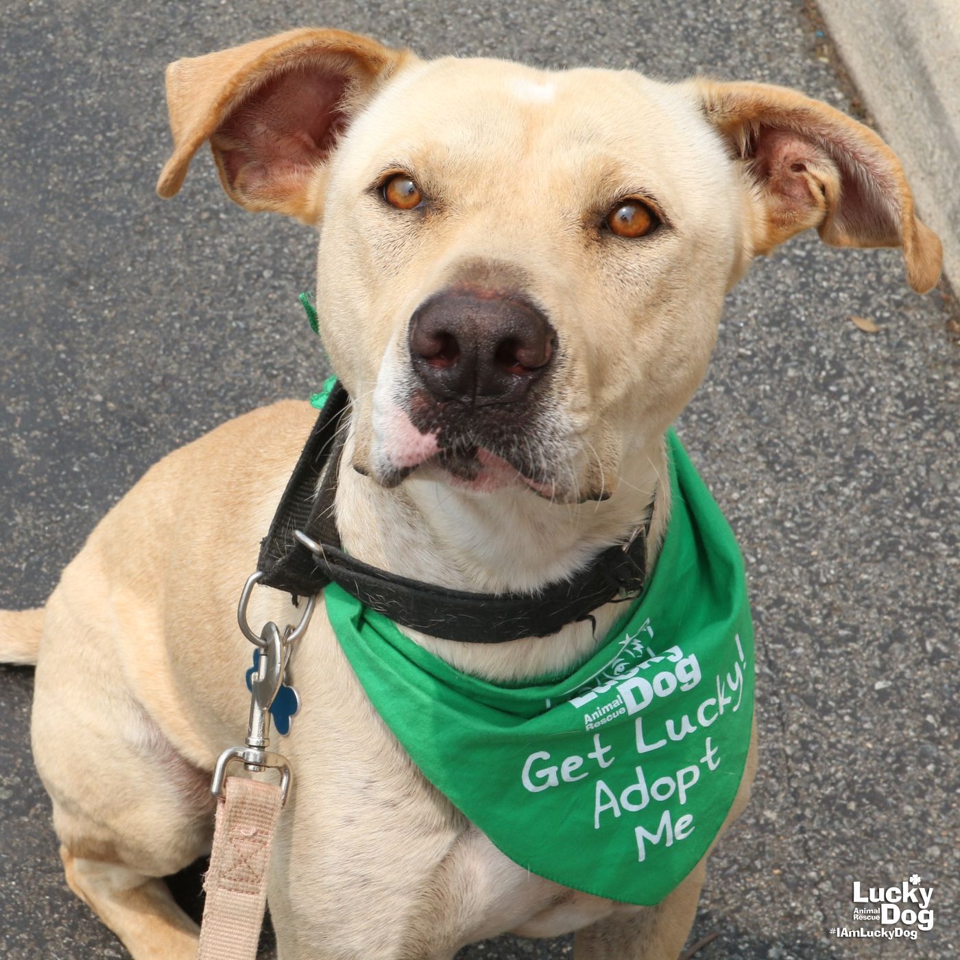 adoptable Dog in Washington, DC named Cloverleaf