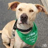 adoptable Dog in Washington, DC named Cloverleaf
