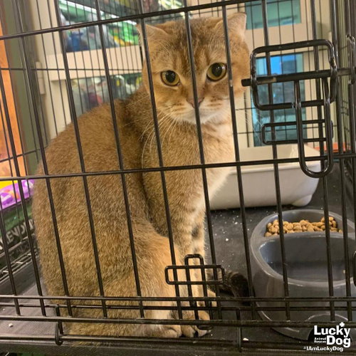 Beya, British Shorthair / Mixed (short coat)