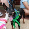 adoptable Dog in Washington, DC named Cherry