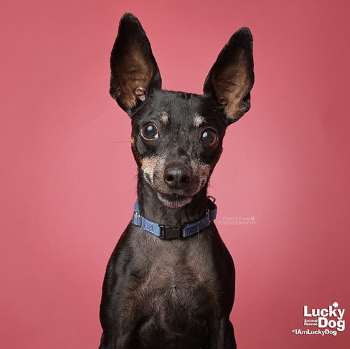 CHERRY - Miniature Pinscher / Terrier available for adoption