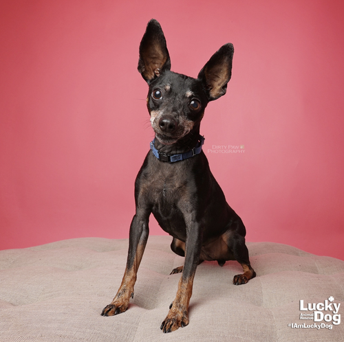 CHERRY - Miniature Pinscher / Terrier available for adoption