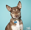adoptable Dog in Washington, DC named Rudy