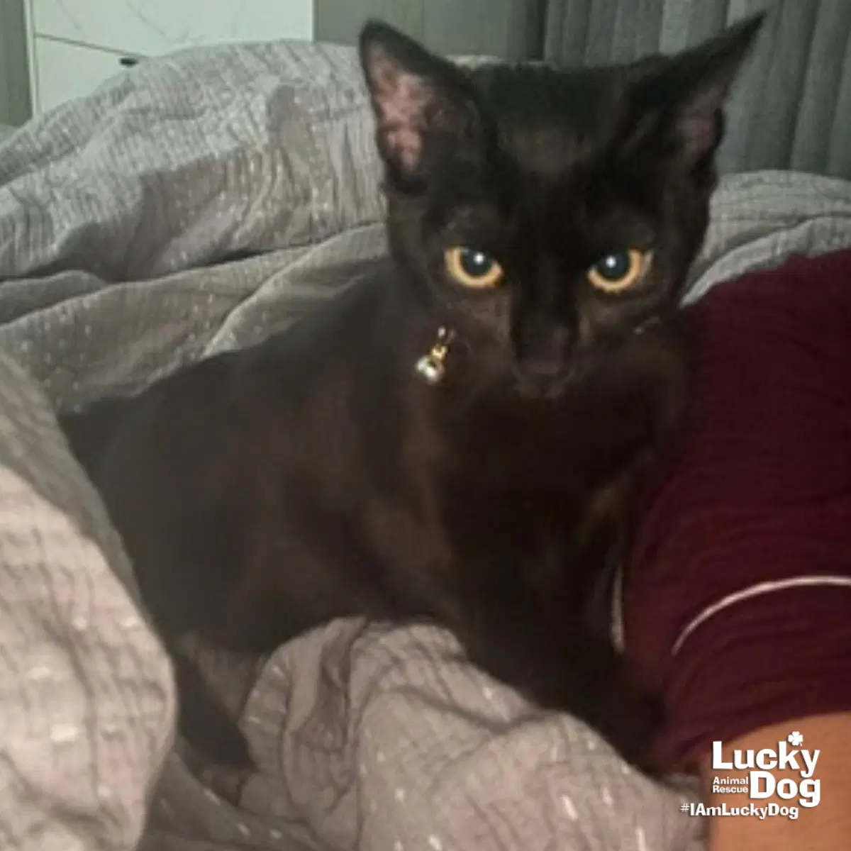 Elma - Domestic Short Hair