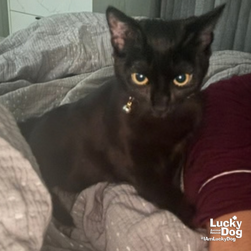Elma, a cat for adoption from Lucky Dog Animal Rescue