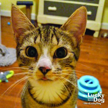 Adopt Lucky Dog Animal Rescue