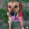 adoptable Dog in Washington, DC named Cal