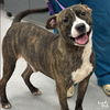 adoptable Dog in Washington, DC named Skinner