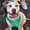 adoptable Dog in Washington, DC named Breanna