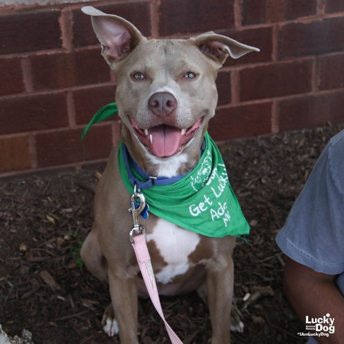 Birdie, an adoptable Retriever in Washington, DC