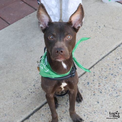 Bowie, an adoptable Retriever in Washington, DC