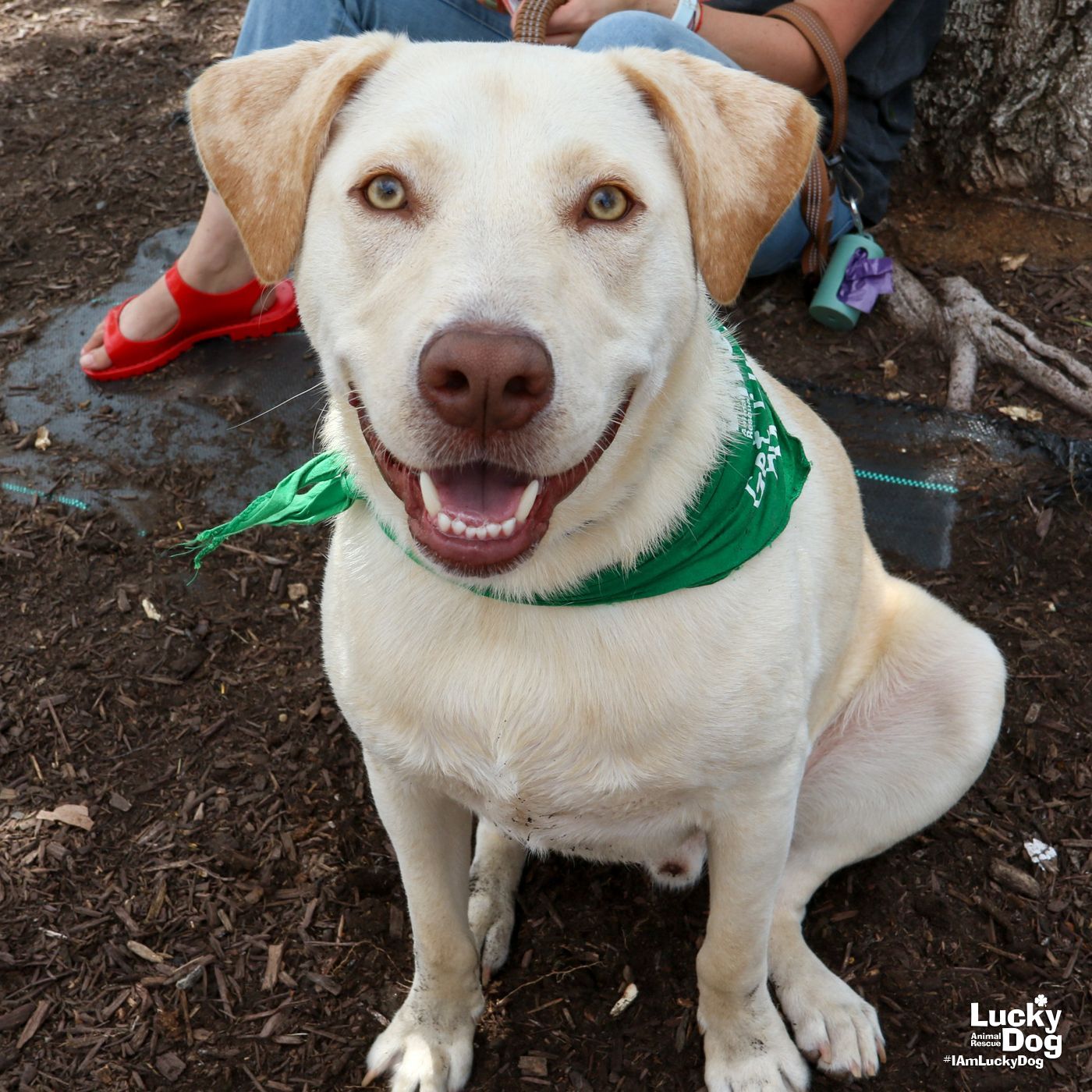 adoptable Dog in Washington, DC named Kringle