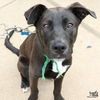 adoptable Dog in  named Donnie
