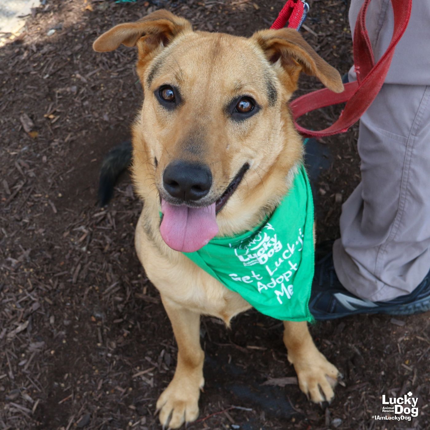 adoptable Dog in Washington, DC named Clarice