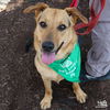 adoptable Dog in Washington, DC named Clarice