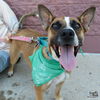 adoptable Dog in Washington, DC named Logan