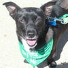 adoptable Dog in Washington, DC named Abbott