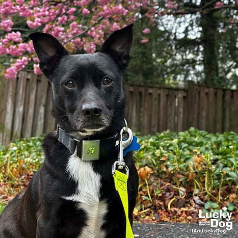 ABBOTT - Chihuahua / Terrier available for adoption