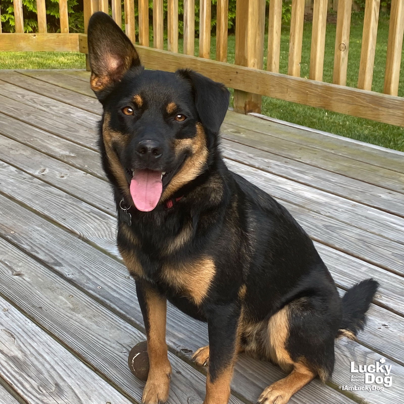 adoptable Dog in Washington, DC named Owen