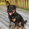 adoptable Dog in  named Owen