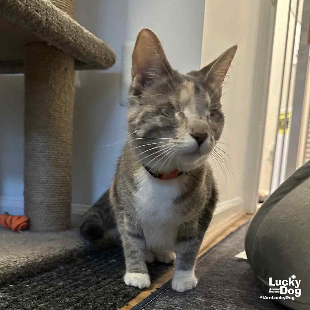 Patches the Cat Image