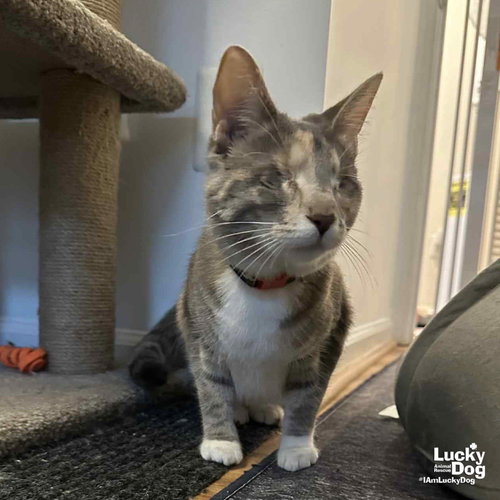 PATCHES THE CAT - Domestic Short Hair available for adoption