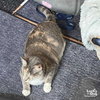 Patches the Cat - Photo 2