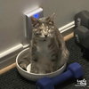 Patches the Cat - Photo 3
