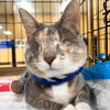 Patches the Cat - Photo 4