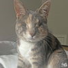 Patches the Cat - Photo 2