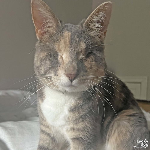 PATCHES THE CAT - Domestic Short Hair available for adoption