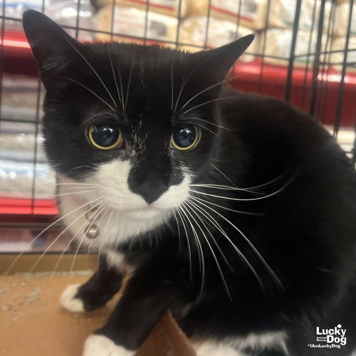 Chitter Chatter, an adoptable Domestic Short Hair in Washington, DC