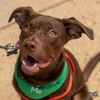 adoptable Dog in Washington, DC named P. Sherman