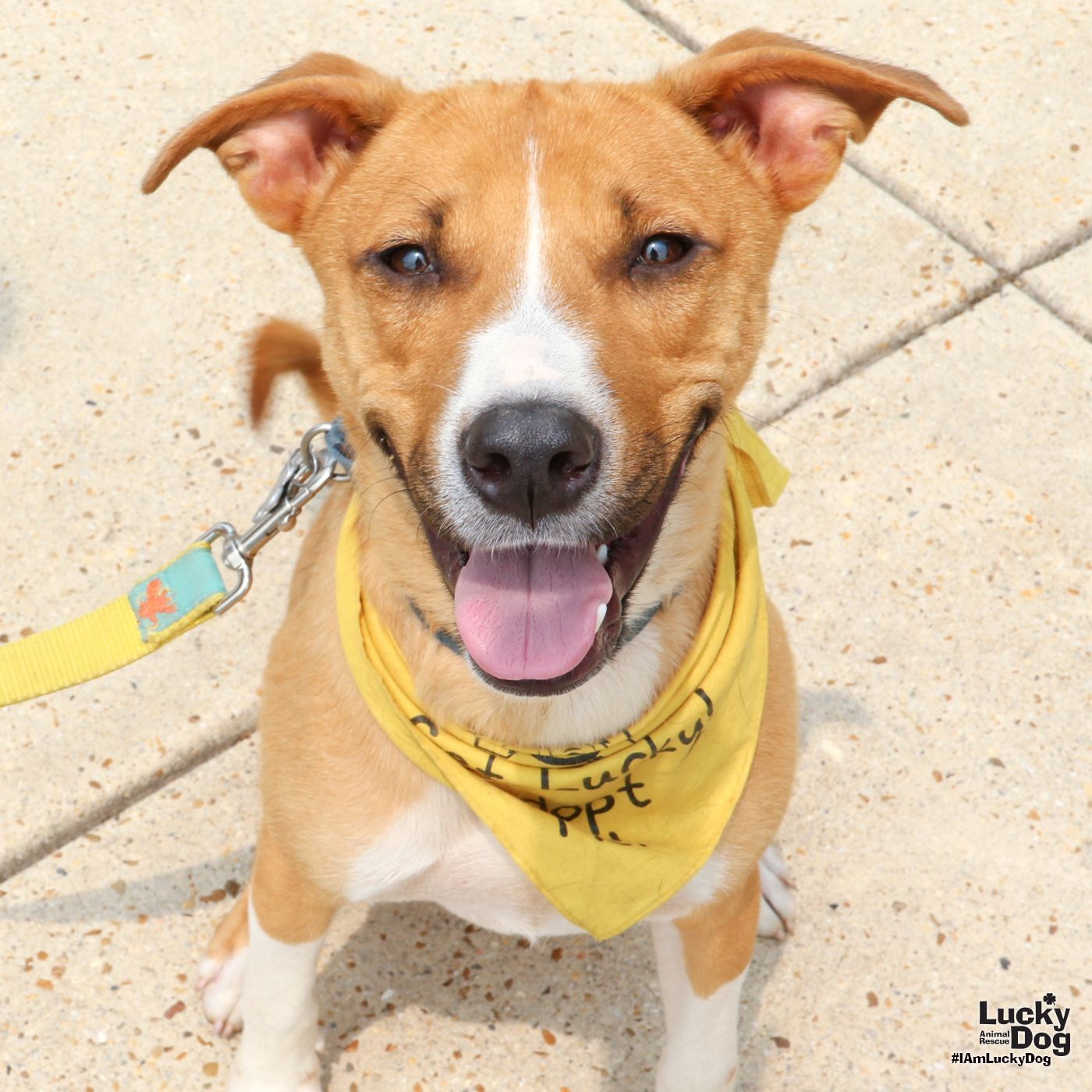adoptable Dog in Washington, DC named Comet
