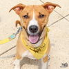 adoptable Dog in Washington, DC named Comet