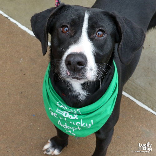 Hassie, an adoptable Labrador Retriever in Washington, DC