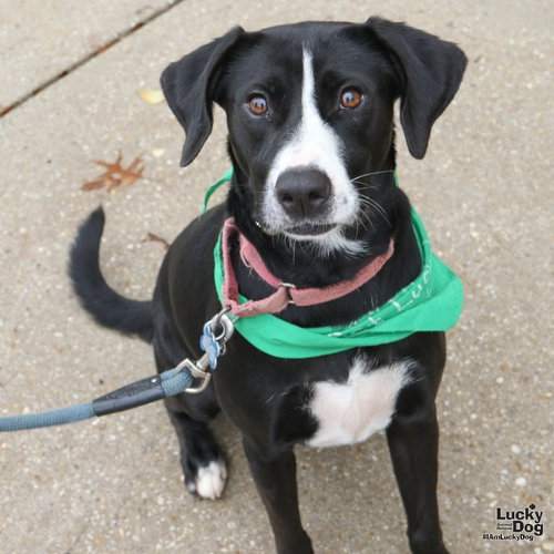 Hassie, a dog for adoption from Lucky Dog Animal Rescue