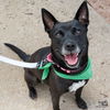 adoptable Dog in Washington, DC named Olive Oil