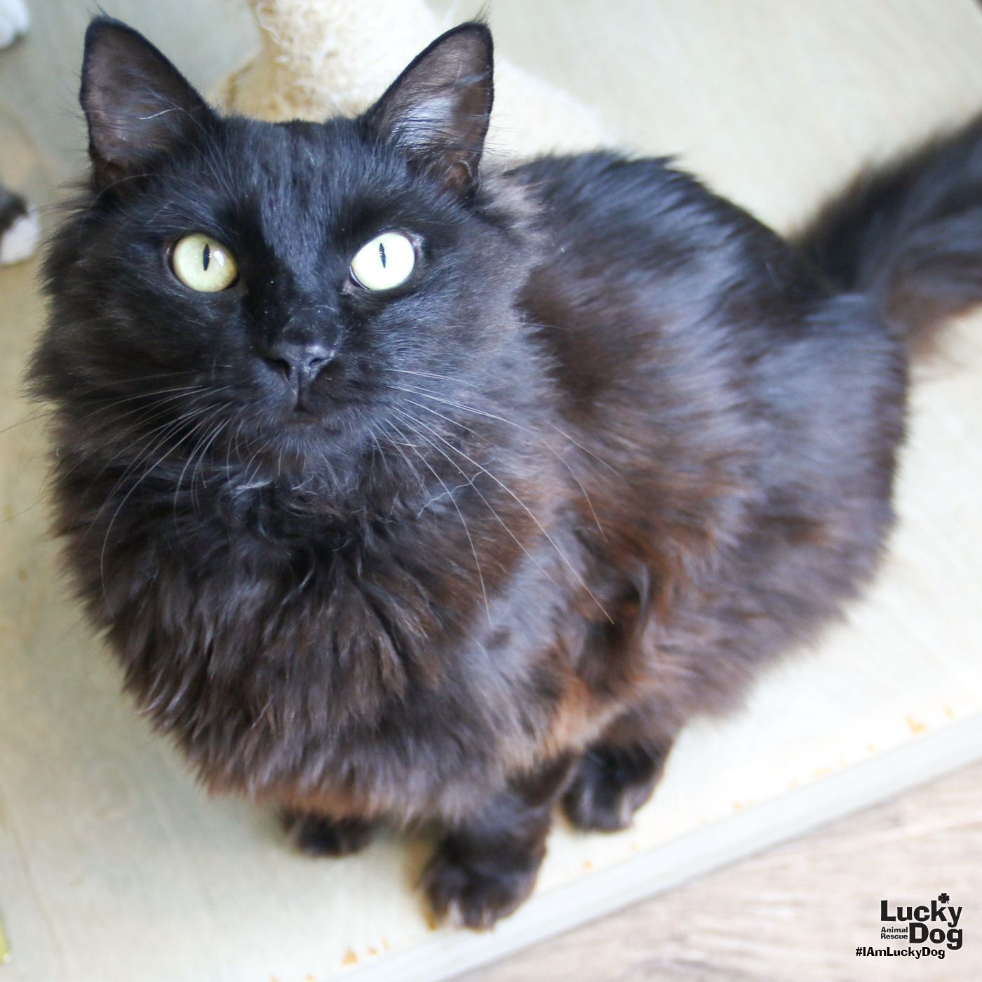 adoptable Cat in Washington, DC named Goody