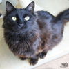 adoptable Cat in Washington, DC named Goody