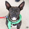 adoptable Dog in Washington, DC named Wednesday