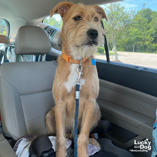 BING - Shepherd / Terrier available for adoption