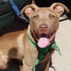 adoptable Dog in  named Tails