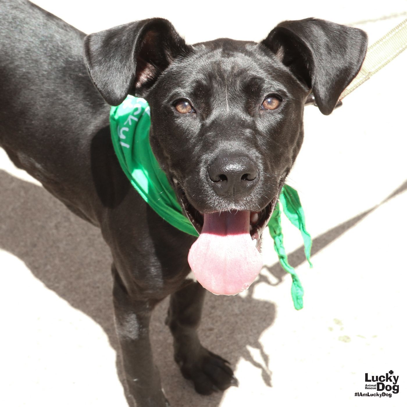adoptable Dog in Washington, DC named Wren