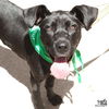 adoptable Dog in  named Wren