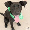 adoptable Dog in , DC named Wren