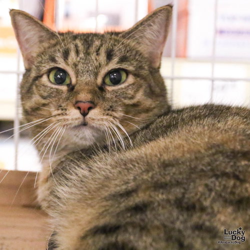 Photo 2 of A Street Cat Named Desire
