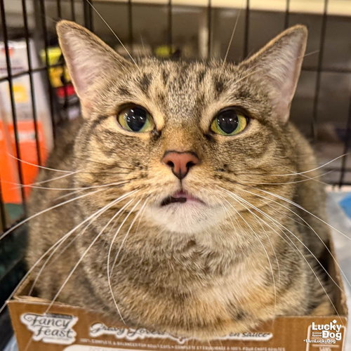 A Street Cat Named Desire, a cat for adoption from Lucky Dog Animal Rescue