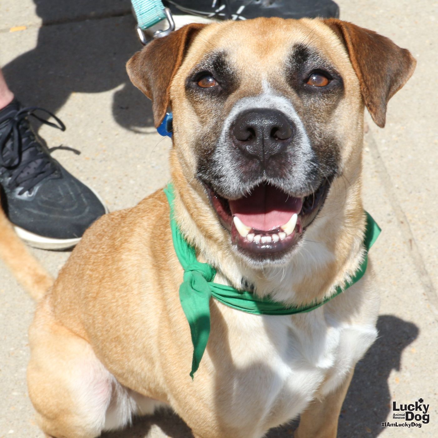adoptable Dog in Washington, DC named Runner